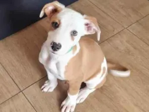 Cachorro raça Misturada (Pit Bull/Vira-Lata) idade 2 a 6 meses nome John Wick