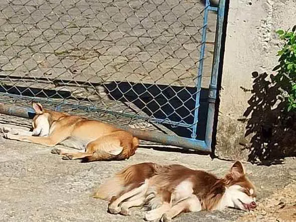Cachorro ra a Border colie e vira lata  idade 4 anos nome Mel e Petita