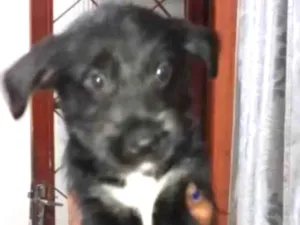 Cachorro raça Vira lata idade 2 a 6 meses nome Princesa Fumaça Tina