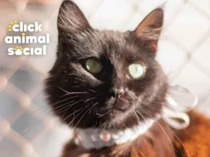 Gato raça SRD idade 1 ano nome Sofie