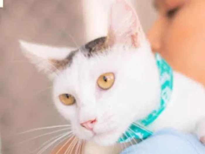 Gato ra a SRD idade 7 a 11 meses nome Lord