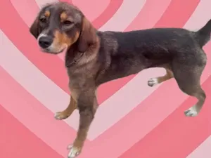 Cachorro raça Srd idade 7 a 11 meses nome Carly bb9meses Linda