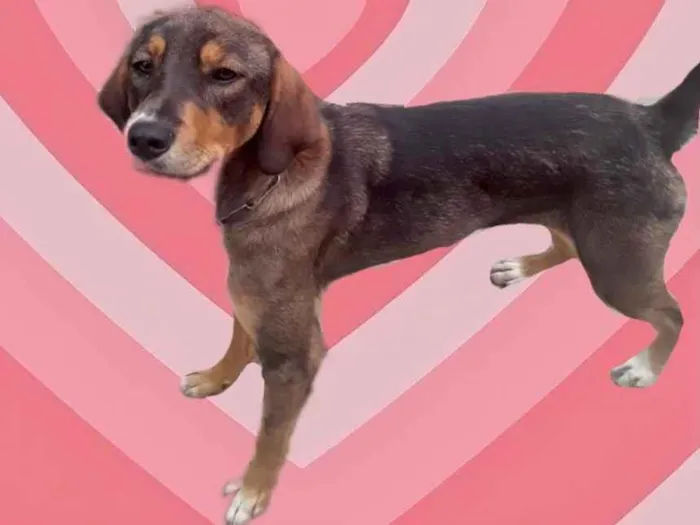 Cachorro raça Srd idade 7 a 11 meses nome Carly bb9meses Linda