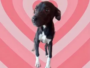 Cachorro raça Srd idade 2 a 6 meses nome Léo bb5meses 