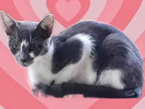 Gato raça Srd idade 2 a 6 meses nome Pink bb5meses Linda 