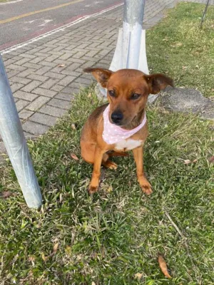 Cachorro raça srd idade 2 anos nome Madalena