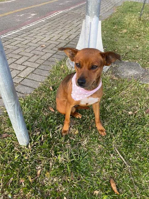 Cachorro ra a srd idade 2 anos nome Madalena