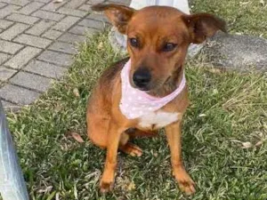 Cachorro raça srd idade 2 anos nome Madalena