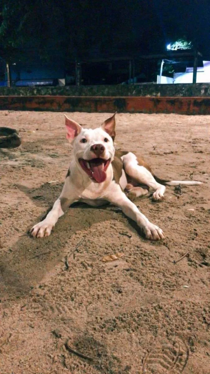 Cachorro ra a Pitbull  idade 7 a 11 meses nome Layon