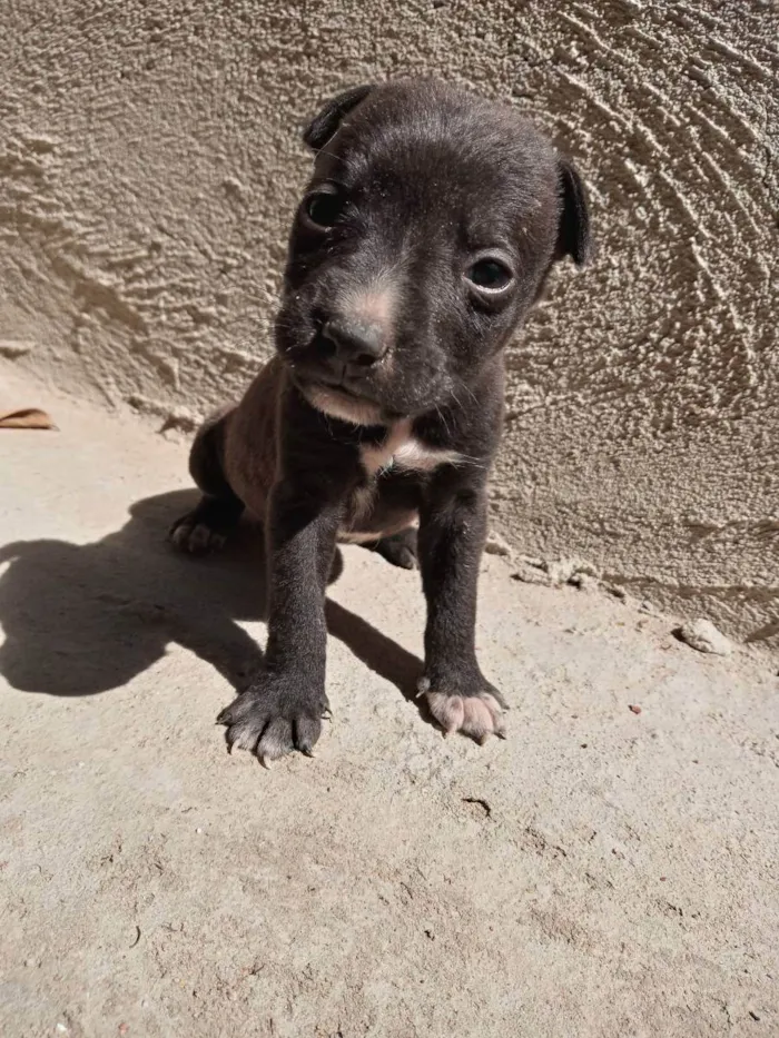 Cachorro raça Doberman com Fila e Pitbull  idade Abaixo de 2 meses nome Sem nome