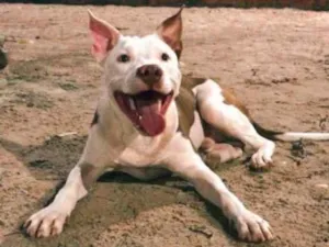 Cachorro raça Pitbull  idade 7 a 11 meses nome Layon