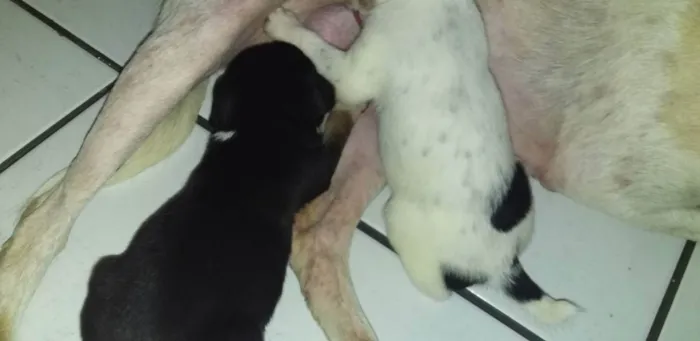 Cachorro ra a Vira-lata idade Abaixo de 2 meses nome Belinha 