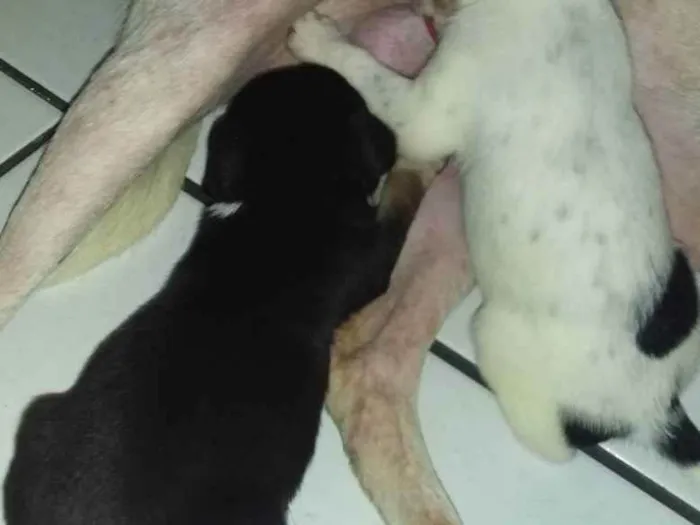 Cachorro ra a Vira-lata idade Abaixo de 2 meses nome Belinha 