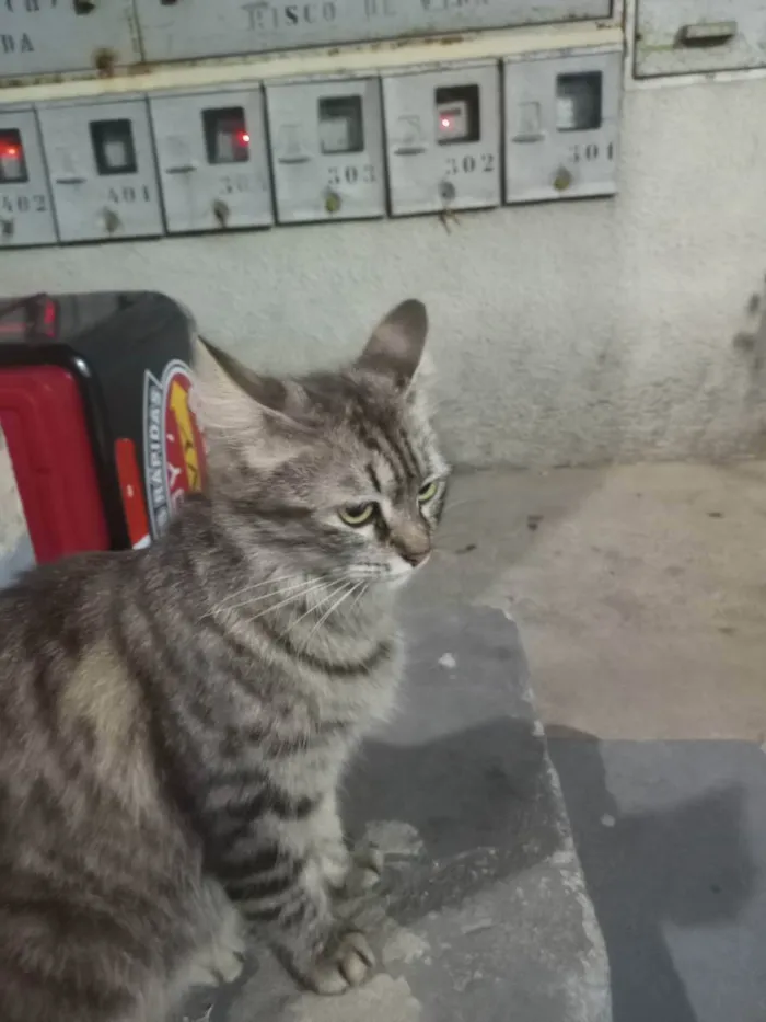 Gato raça SRD idade 1 ano nome Rajada