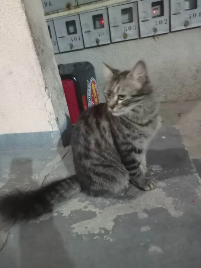 Gato raça SRD idade 1 ano nome Rajada