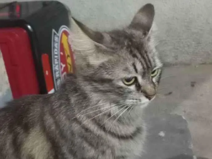 Gato raça SRD idade 1 ano nome Rajada