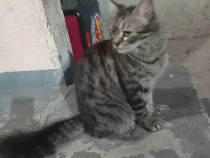 Gato raça SRD idade 1 ano nome Rajada