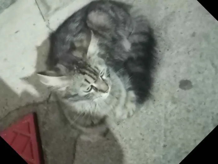 Gato raça SRD idade 1 ano nome Rajada