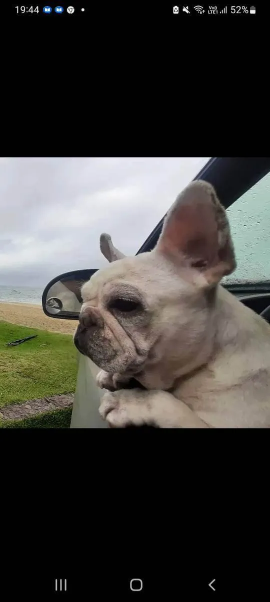 Cachorro raça Buldogue francês  idade 6 ou mais anos nome Babi