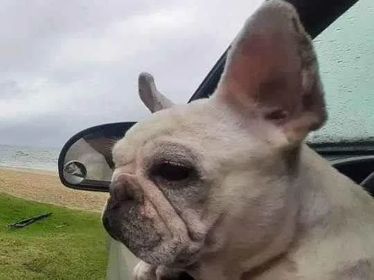 Cachorro raça Buldogue francês  idade 6 ou mais anos nome Babi