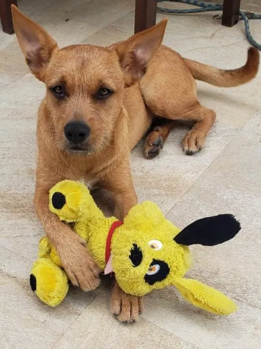 Cachorro raça Srd idade 2 anos nome SKY