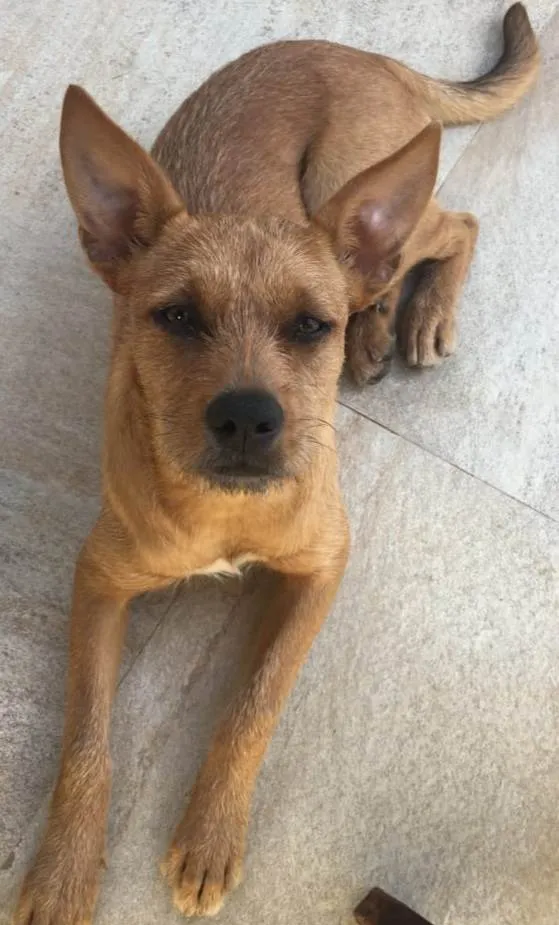 Cachorro raça Srd idade 2 anos nome SKY