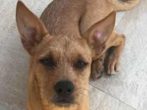 Cachorro raça Srd idade 2 anos nome SKY