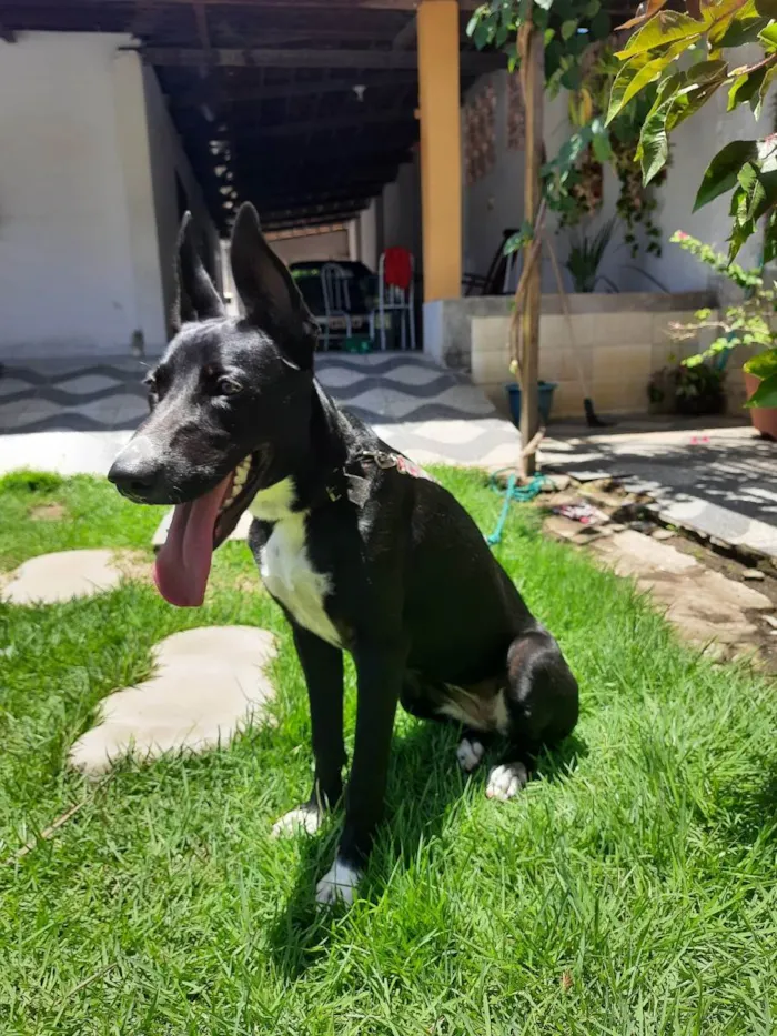 Cachorro raça Mestiça  idade 1 ano nome Skye