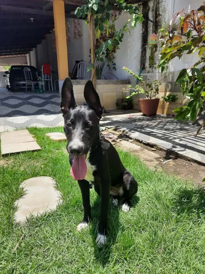 Cachorro raça Mestiça  idade 1 ano nome Skye