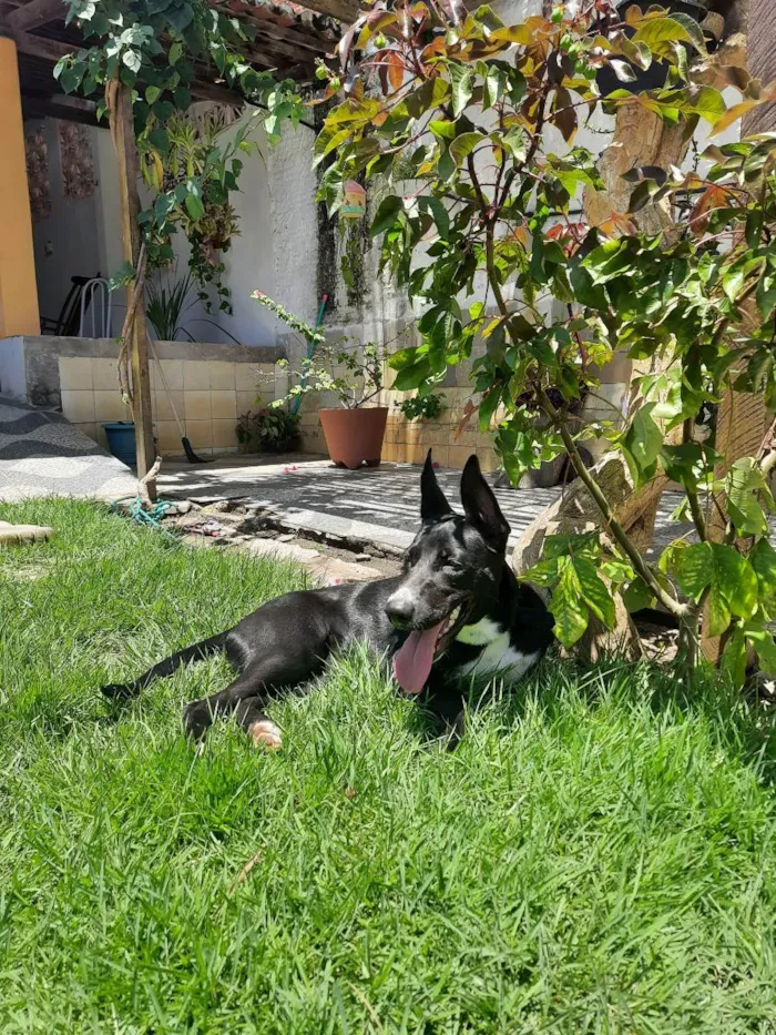 Cachorro raça Mestiça  idade 1 ano nome Skye
