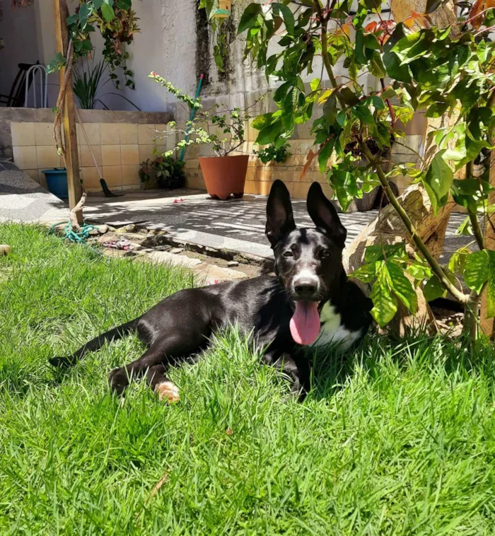 Cachorro raça Mestiça  idade 1 ano nome Skye