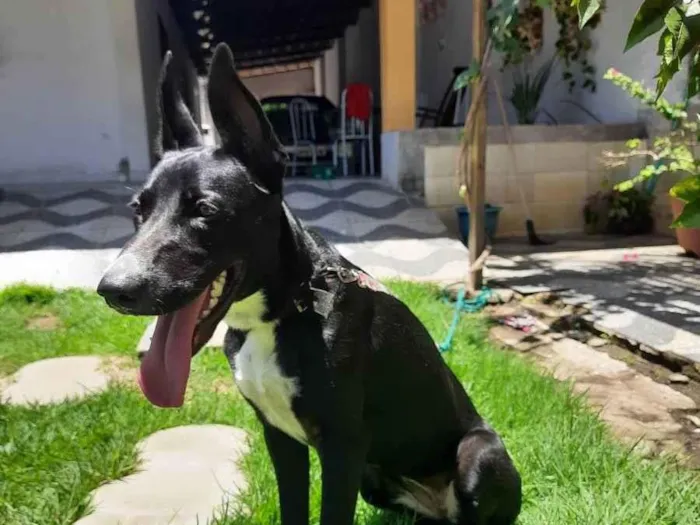 Cachorro raça Mestiça  idade 1 ano nome Skye