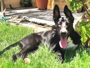 Cachorro raça Mestiça  idade 1 ano nome Skye