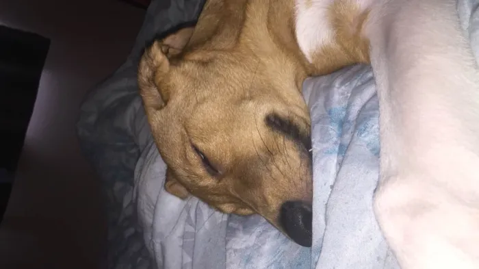 Cachorro ra a Vira lata  idade 1 ano nome Jurema 