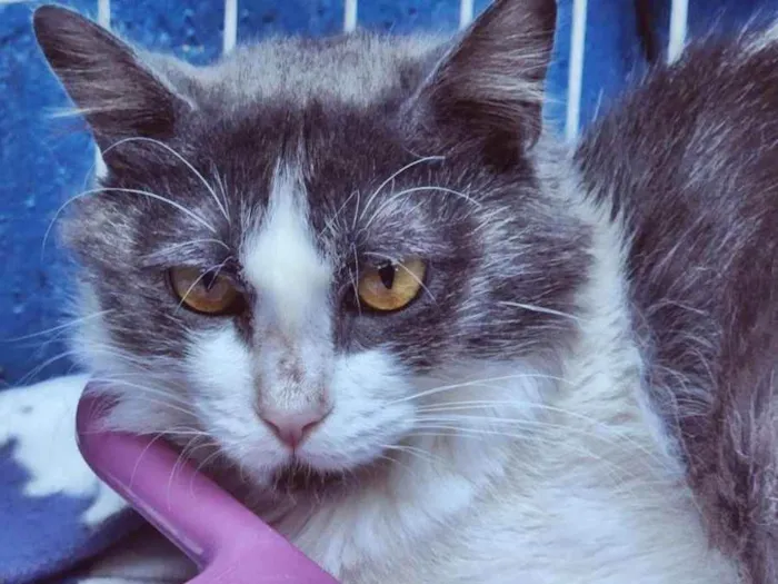 Gato raça SRD idade 2 a 6 meses nome LEILA BIBI