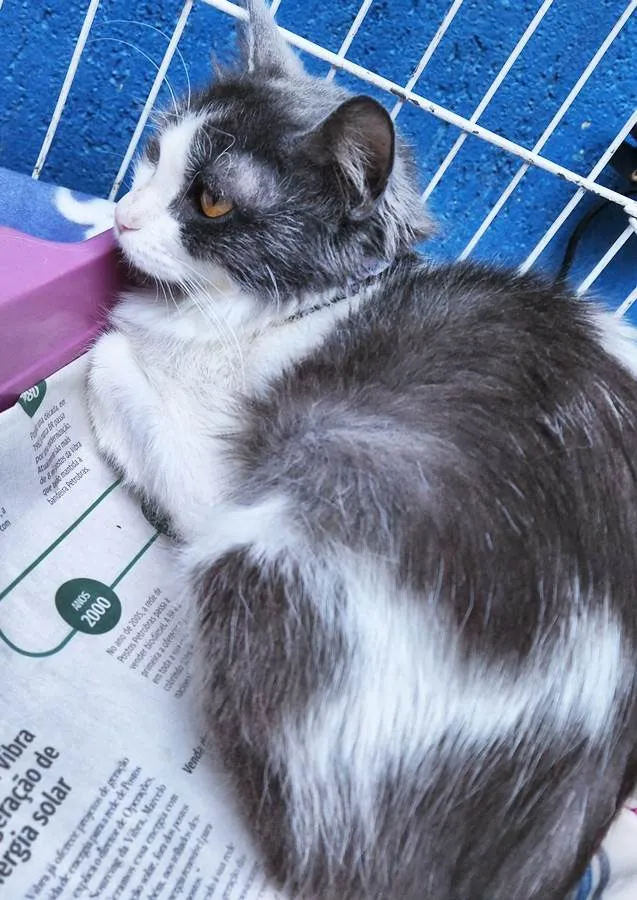 Gato raça SRD idade 2 a 6 meses nome LEILA BIBI