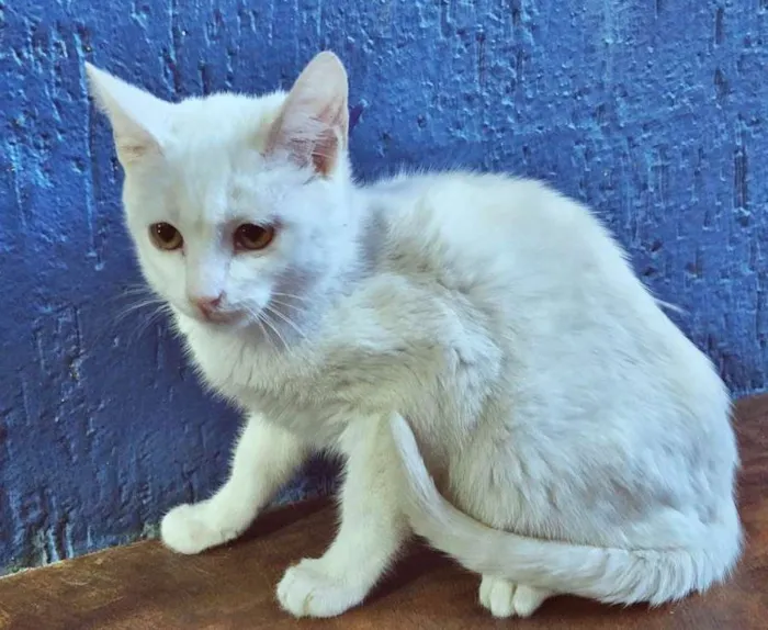 Gato raça SRD idade 2 a 6 meses nome PITUCO BIANCO