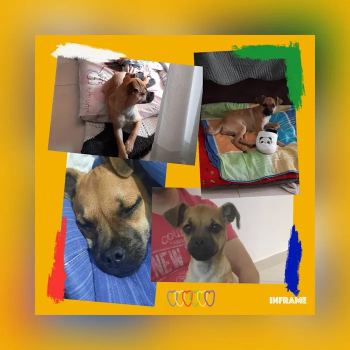 Cachorro raça SRD idade 2 a 6 meses nome Sem nome