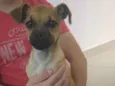Cachorro raça SRD idade 2 a 6 meses nome Sem nome