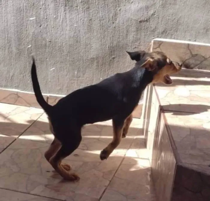Cachorro ra a Vira lata idade 2 a 6 meses nome Francisca