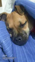 Cachorro raça SRD idade 2 a 6 meses nome Sem nome