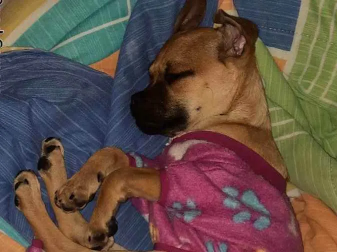 Cachorro raça SRD idade 2 a 6 meses nome Sem nome