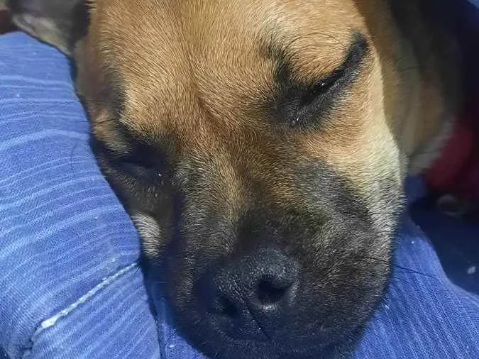 Cachorro raça SRD idade 2 a 6 meses nome Sem nome