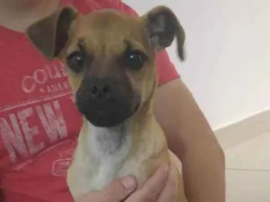 Cachorro raça SRD idade 2 a 6 meses nome Sem nome