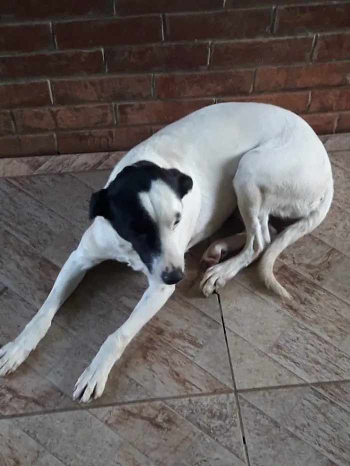 Cachorro ra a Srd idade 2 anos nome Charlote e Cristal