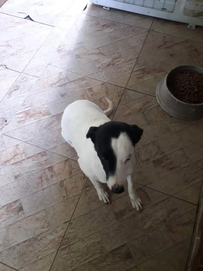 Cachorro ra a Srd idade 2 anos nome Charlote e Cristal