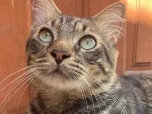 Gato raça Srd idade 2 anos nome Tigrinho 
