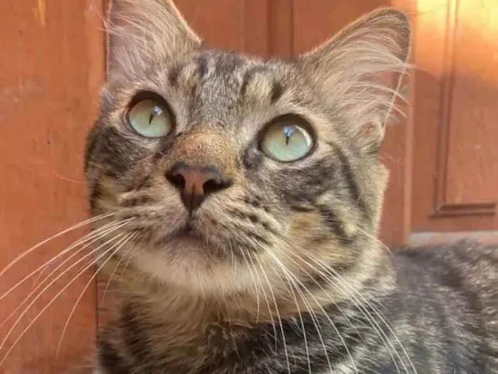 Gato ra a Srd idade 2 anos nome Tigrinho 