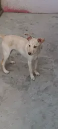 Cachorro raça Srd idade 7 a 11 meses nome Caramelo