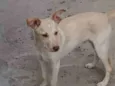 Cachorro raça Srd idade 7 a 11 meses nome Caramelo
